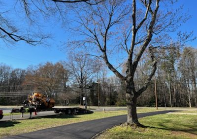 A large, bare tree stands near a pathway with a trailer and machinery in the background on a clear day, as fresh asphalt paving projects commence under the warm North Carolina sun.